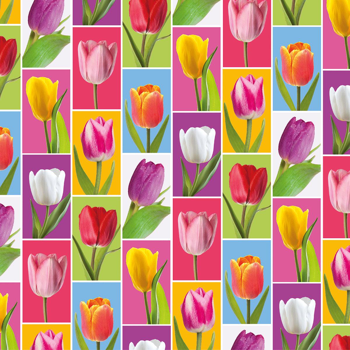 6360025255 - PMED TULIPANES COLORIDOS