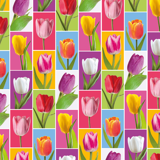 6360025255 - PMED TULIPANES COLORIDOS