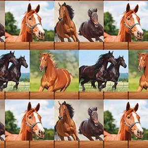 5460025140 - PMED LINDOS CABALLOS